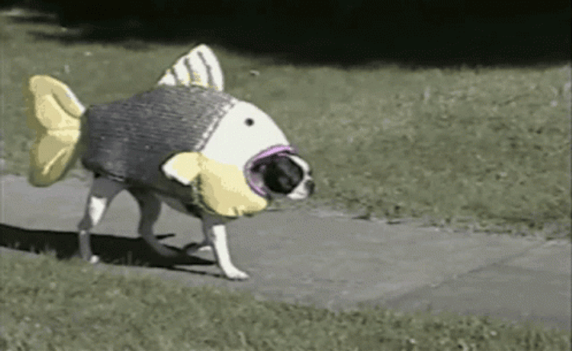 Large Mouth Bass Fish GIF | GIFDB.com
