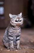funny cat2