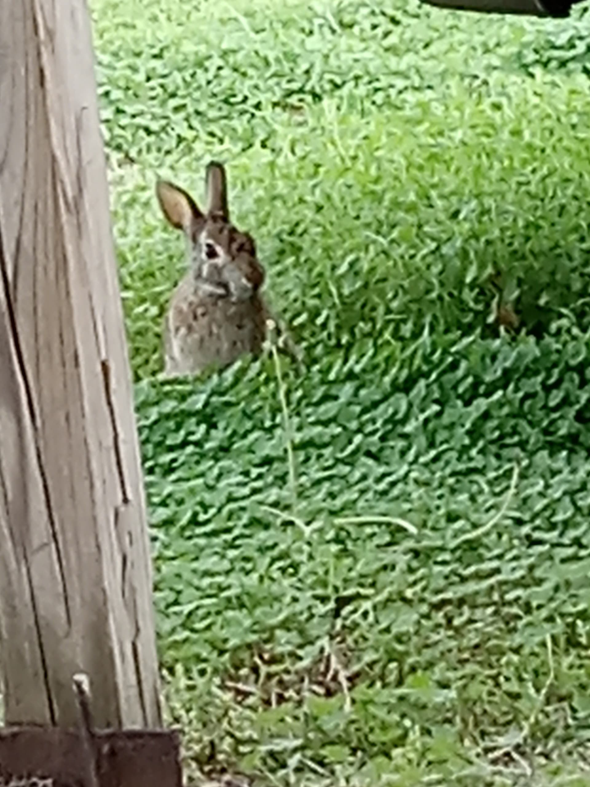 Is wild Jack rabbits Lounge