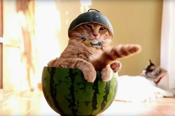 can-cat-eat-watermelon-1~2