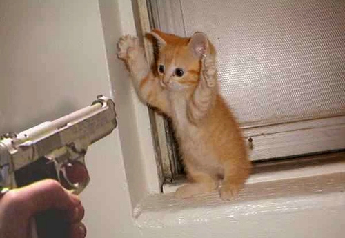 shoot_teh_kitteh