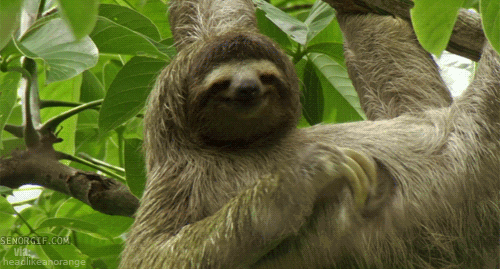 Sloth Scratch GIF - Find & Share on GIPHY