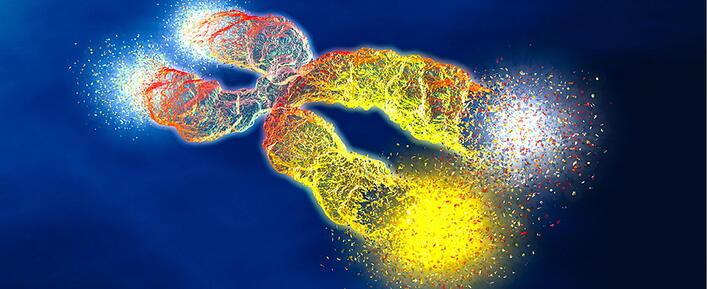 Telomeres