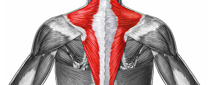 Trapezius-Anatomy