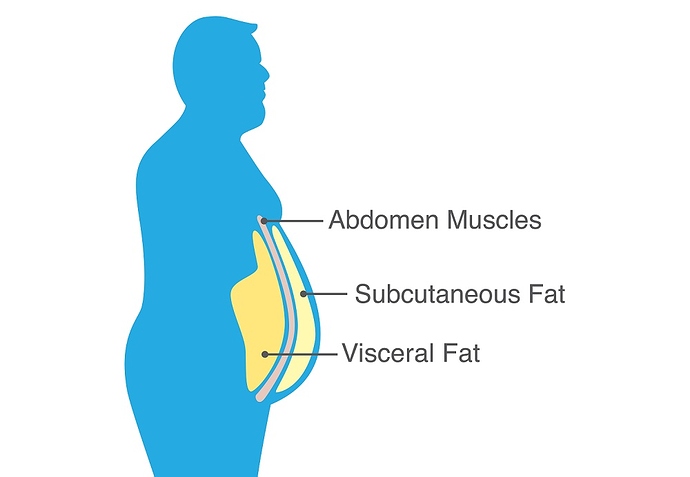 the-effects-of-Viseral-Fat