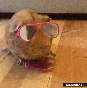 Funny-Video-Guinea-Pig-Fidget-Spinner-Glasses-Gif