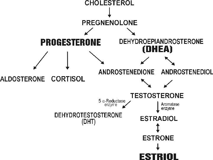 hormone-biopath