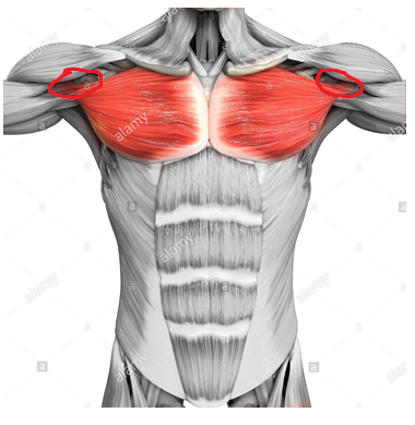 pec pain 7