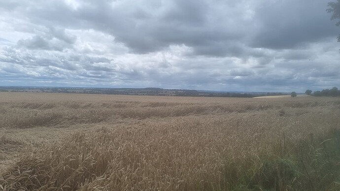 wheat
