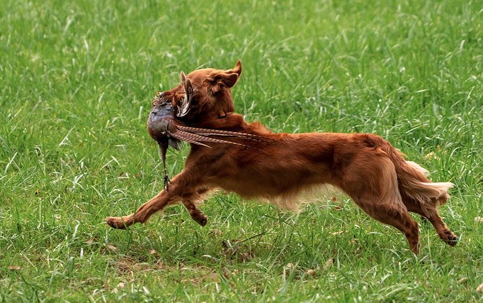 Riot and Pheasant