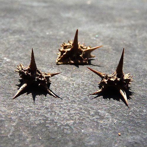 goat_head_thorns