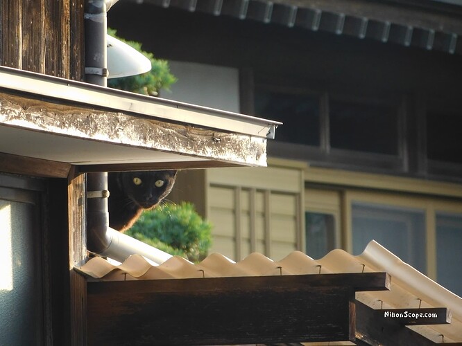 Cat Picture in Japan