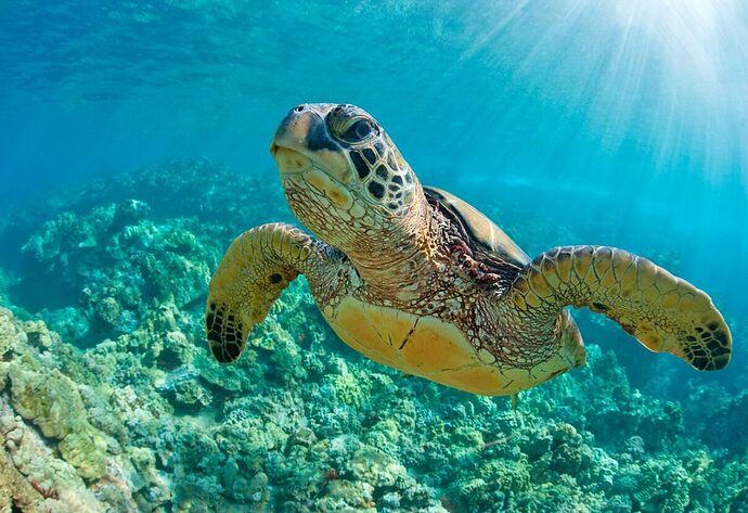 green-sea-turtle-1536x1053