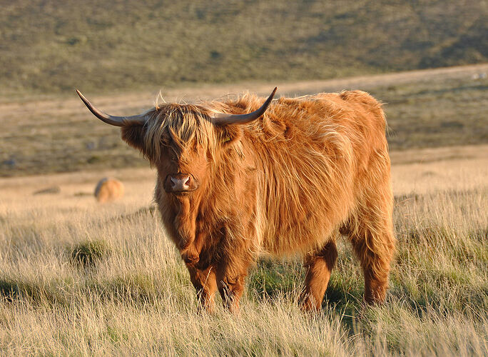 1200px-Cow_on_Pupers
