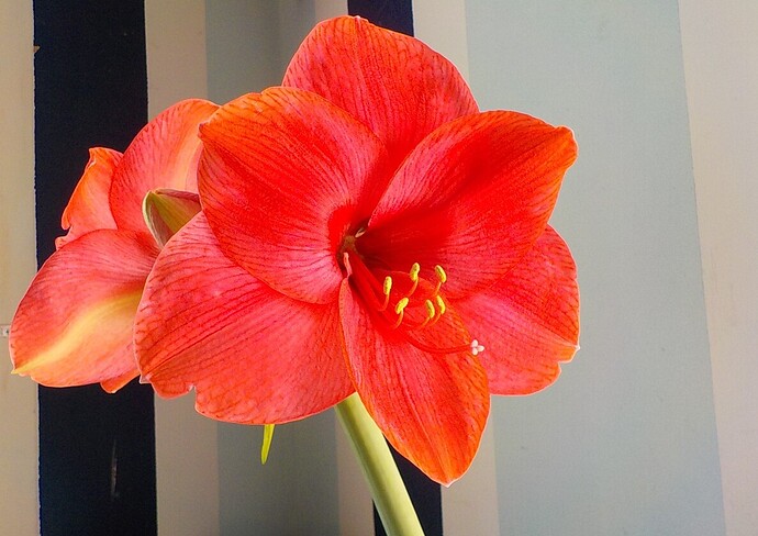 amaryllisclose - Edited