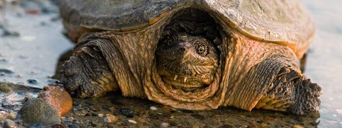 snapping-turtle-001