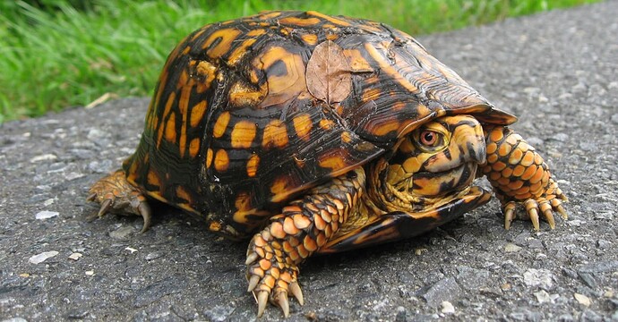 eastern_box_turtle_NPS_1494_780_s_c1