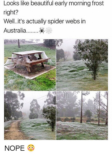 looks-like-beautiful-early-morning-frost-right-well-its-actually-spider-21671613