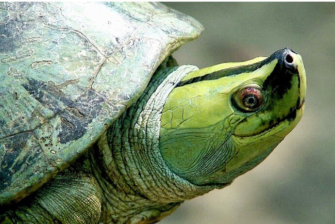 burmese roofed turtle
