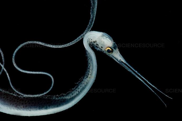 snipe eel 2