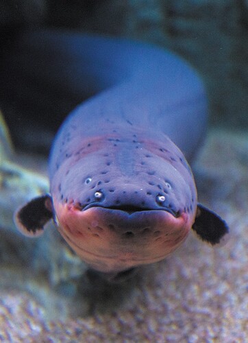 electric eel