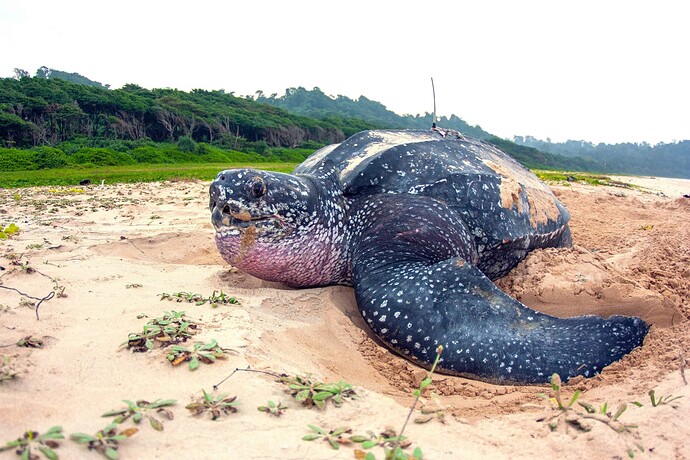 andaman-nicobar-islands-leatherback-turtle-close-up-adhith-swaminathan-scaled_cu05bs