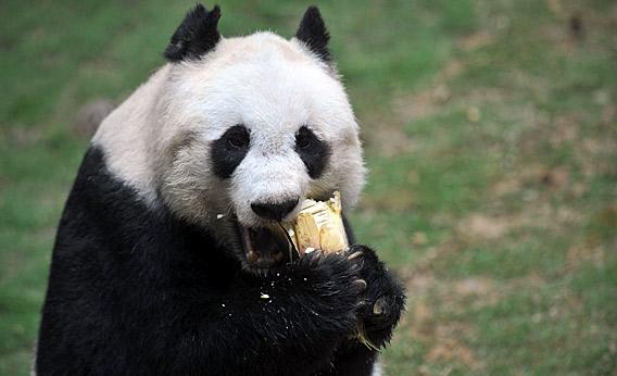 Panda-chan%202