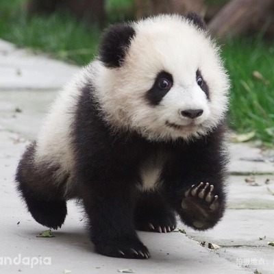Panda-chan