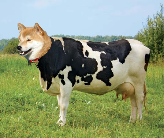 cow%20dog