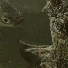 SphericalUnripeGenet-max-1mb