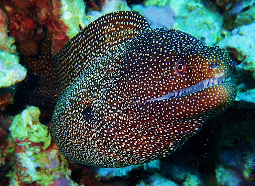 whitemouth moray eel