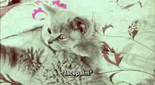 facepalm-cat-1047286853