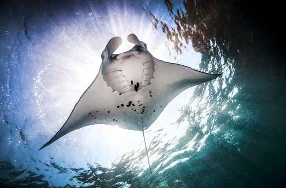 amazing-manta-ray-facts_4
