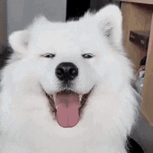 stay-cool-happy