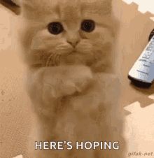 Fingers Crossed GIFs | Tenor
